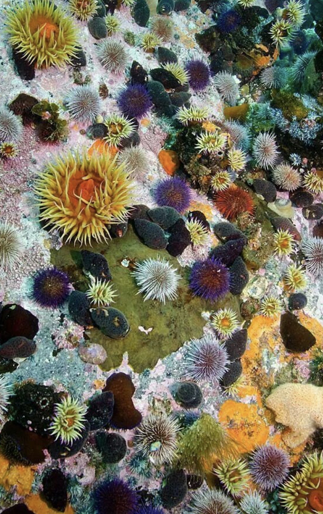 The Symbiotic Network